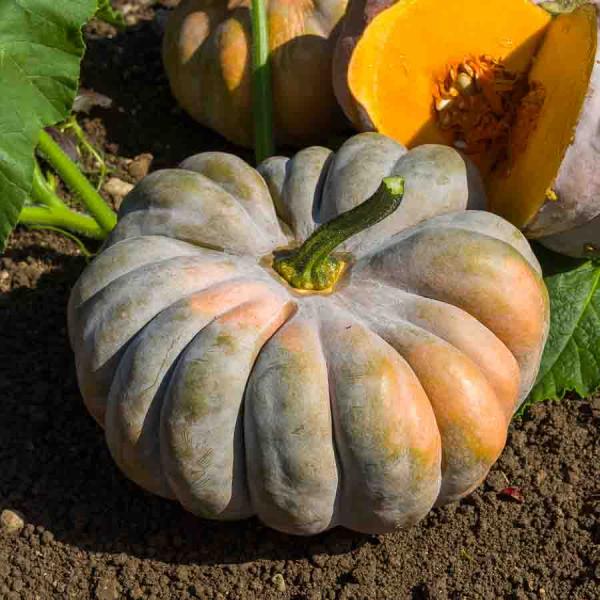 Potagères - Courge Musquée Muscade - BIO - face recto